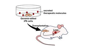 Delivery of the Therapeutic Molecules by Transplanting Genome-Edited iPS Cells