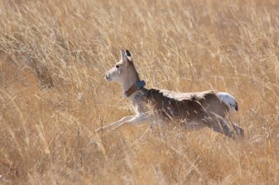 Mongolian Gazelle