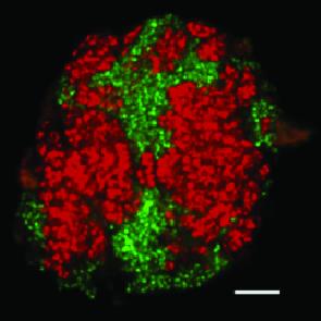 The New Ethane Decomposer