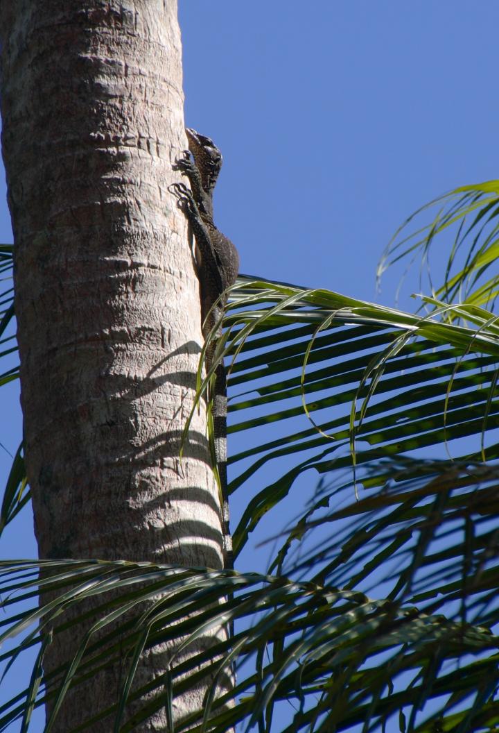 <I>Varanus semotus</I> (3 of 3)