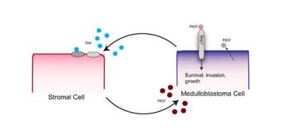 Medulloblastoma Cells
