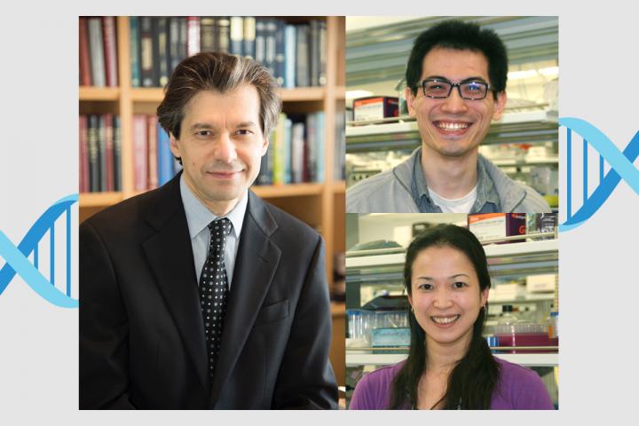 Mice Unable to Shut off Genes in Brain Develop Faulty Wiring