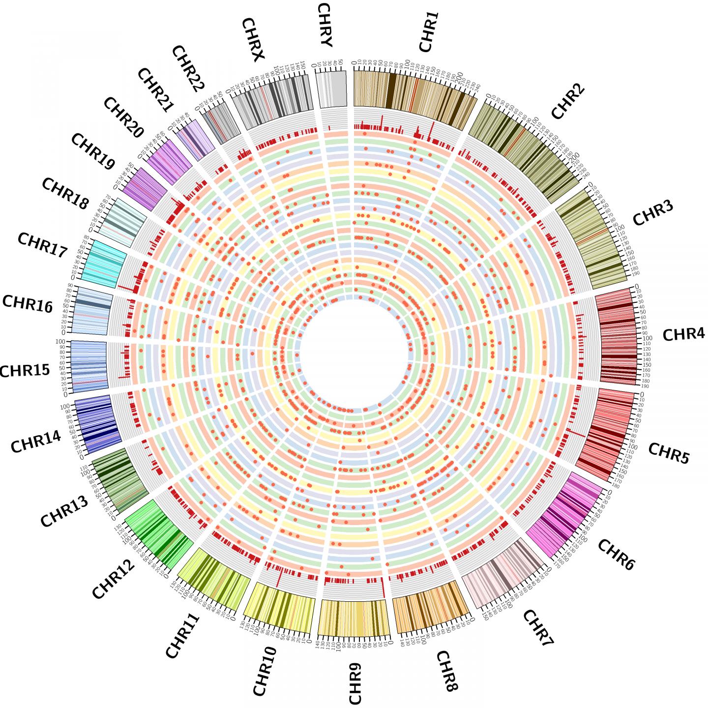 ALCL Genetic Map