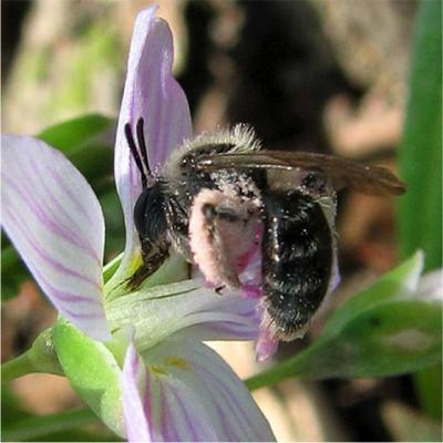 1 of Robertson's Bees on 1 of Robertson's Flowers
