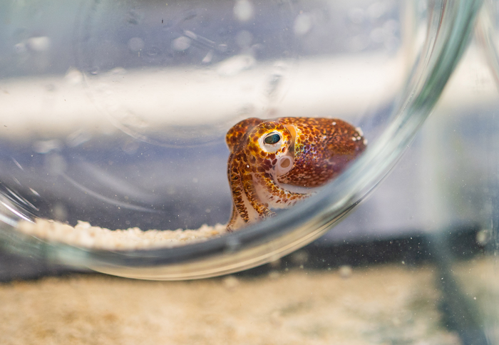 The Hawaiian bobtail squid is a case study in symbiosis that will give researchers a new lens to examine climate change.