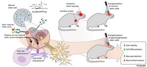 Schematic of novel stem cell therapy with metabolic glycoengineering (MGE) for brain repair after cardiac arrest (CA).