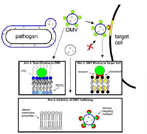Schematic of Proposed Method to Alter the Toxicity of Outer Membrane Vesicles