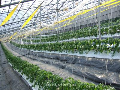 Demystifying Yield Fluctuations for Greenhouse Tomatoes