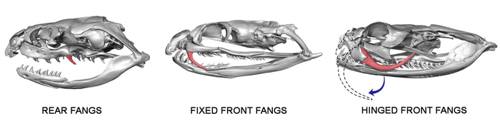 Types of venom fangs in snakes