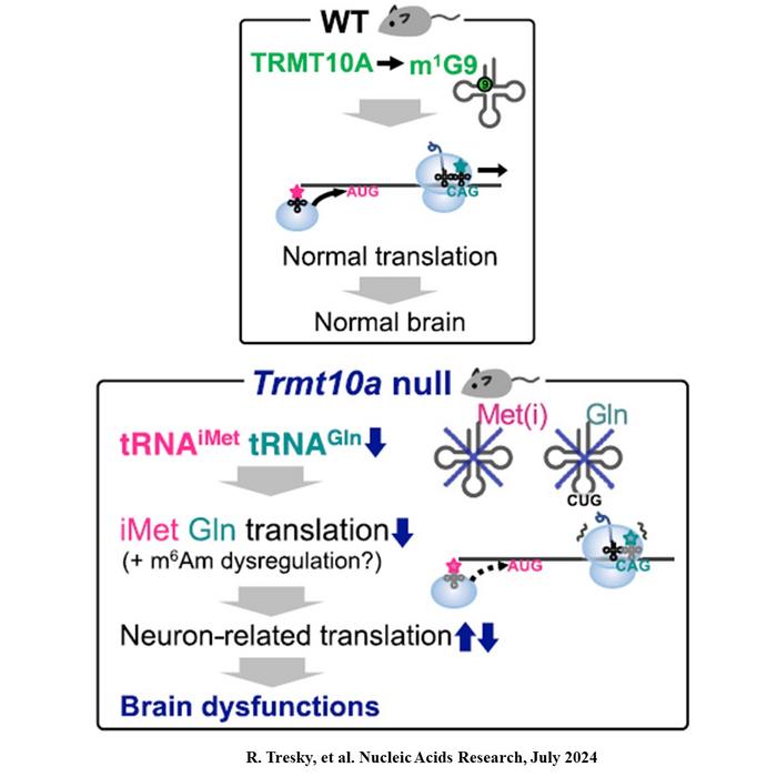 Effects of TRMT10A Deficiency on Codon Translation and Brain Function