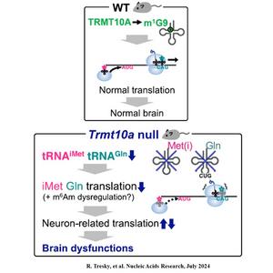 Effects of TRMT10A Deficiency on Codon Translation and Brain Function