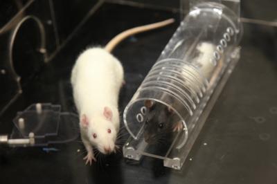 Albino and Black-Hooded Rat During Empathy Test