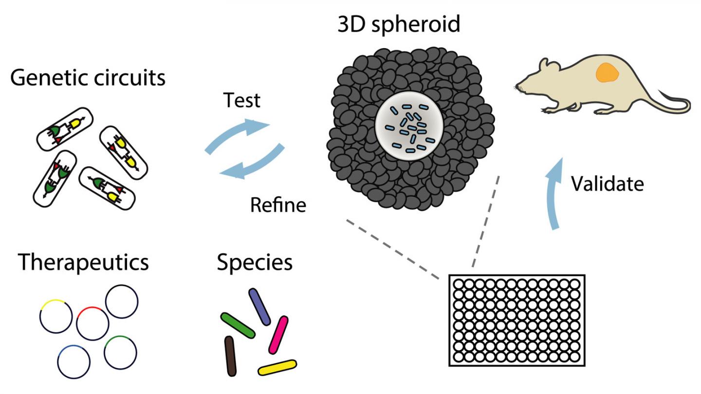 Image 1: Schematic of Workflow for Rapid Testing of Engineered Bacterial therapy in a Dish