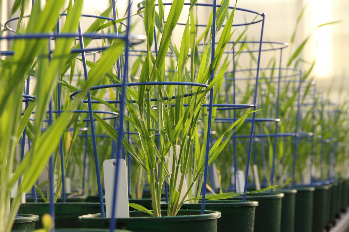 New Complex Carbohydrate Discovered in Barley
