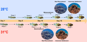 Ocean warming impacts growth and development of clownfish larvae