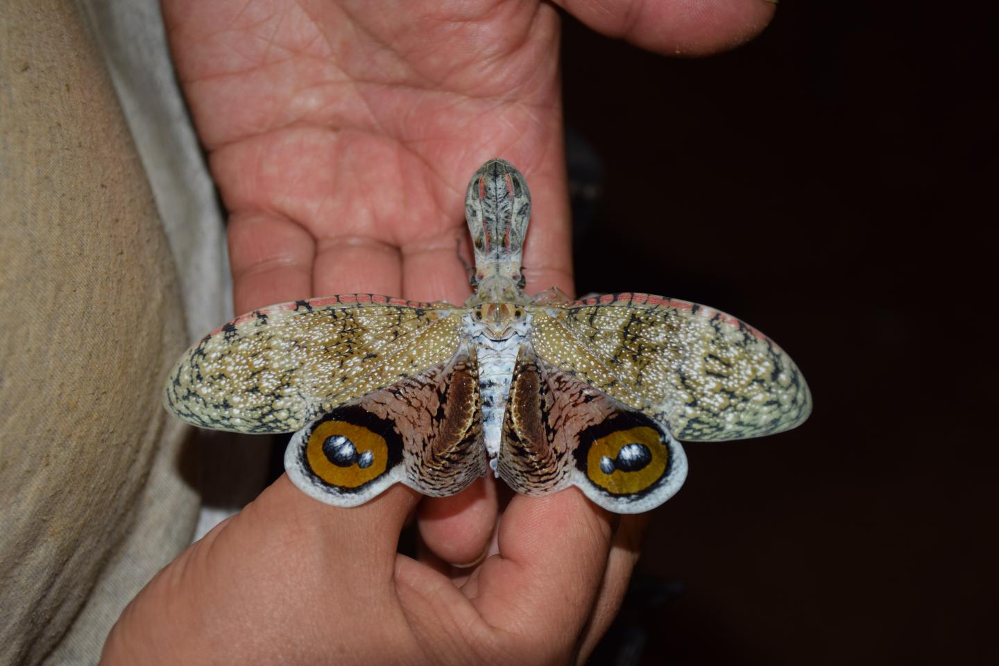 Machaca Lantern Fly