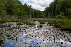 Calvert Cliffs State Park in Calvert County, Maryland