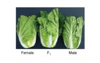 Hybrid vigor in Chinese Cabbage