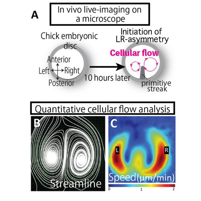 Left-right symmetry breaking of a cellular flow in a chick embryo