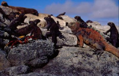 Marine Iguana 1 (of 3)