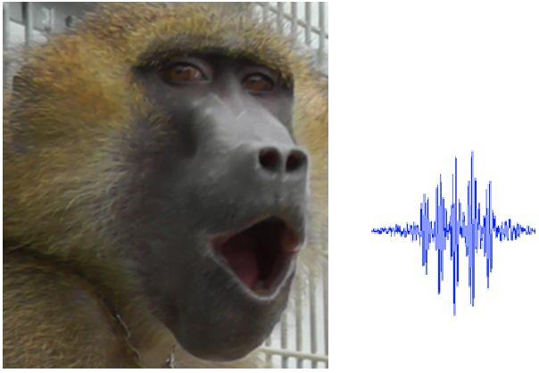 Baboon Vocalizations Contain Five Vowel-Like Sounds Comparable to Those of Human Speech