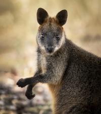 A Female Swamp Wallaby as Seen in Victoria, Australia