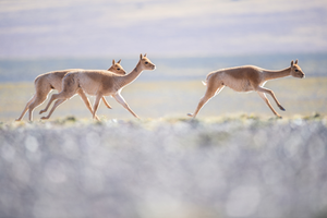 Vicunas in Argentina