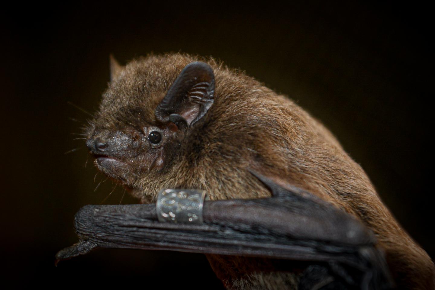 Nathusius' bat