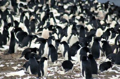 A Breeding Colony of Adélie Penguins