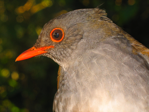 Orange-billed nightingale thrush