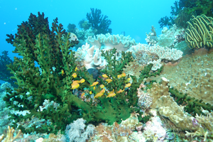 Machine learning predicts biodiversity and resilience in the Coral Triangle