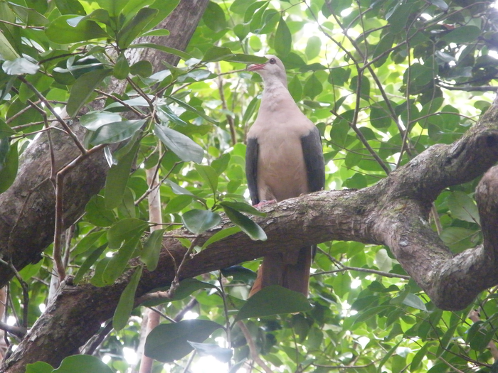 Pink pigeon