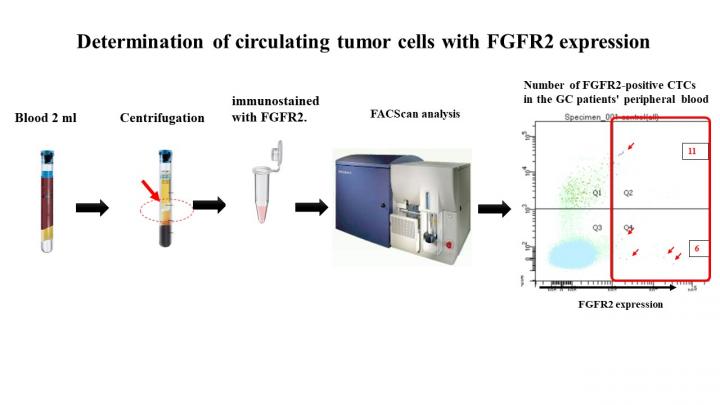 Determination of circulating tumor cells with FGFR2 expression