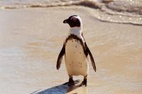 Solitary African Penguin