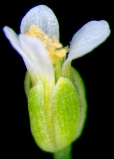 <i>Arabidopsis</i> Flower