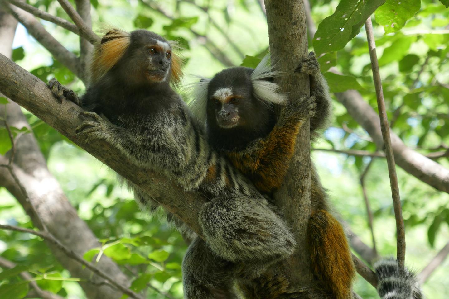 Marmoset monkeys