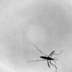 Mosquito Love Songs and Disease