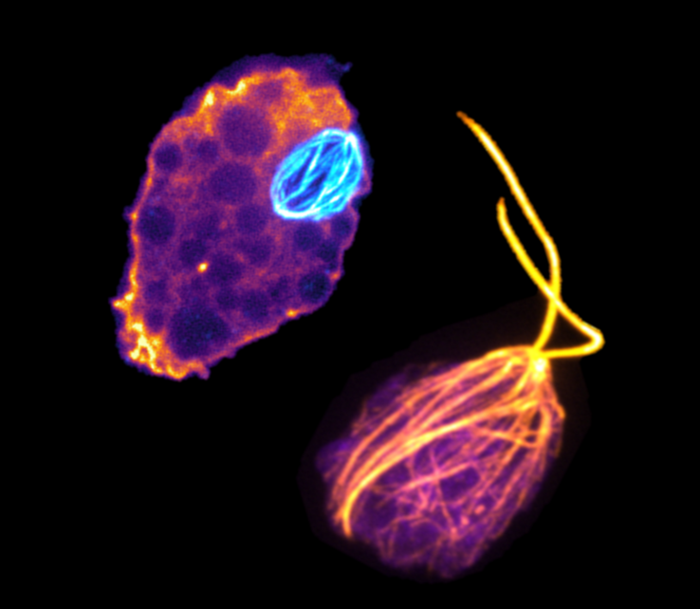Naegleria gruberi cells use one set of tubulins to build a mitotic spindle (cyan, left), and another set of tubulins (orange, right) to transform into a flagellate cell type.