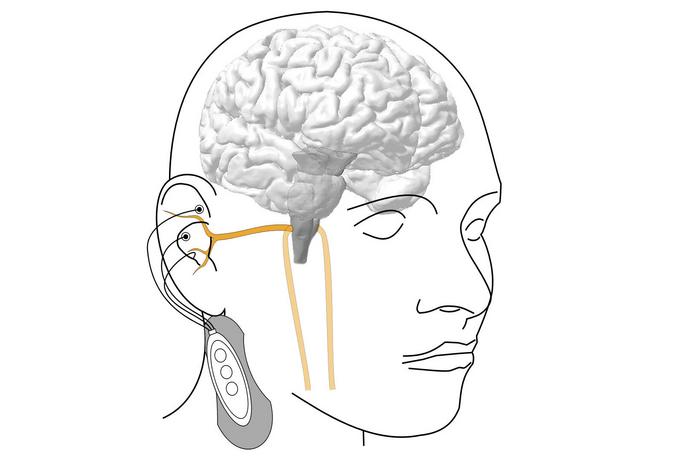 Vagus Nerve Sketch