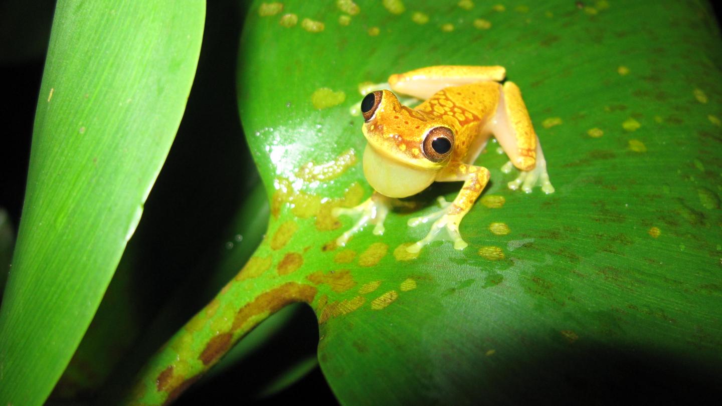 Hourglass Treefrog