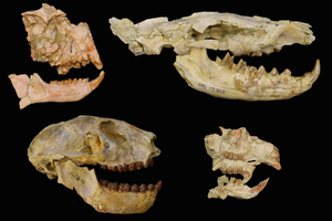 Fossils of African Fauna