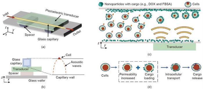 Schematics illustrating the mechanism of our acoustofluidics-based intracellular delivery device.