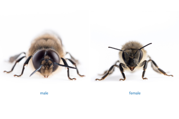 Sexual dimorphism in honeybee's eyes