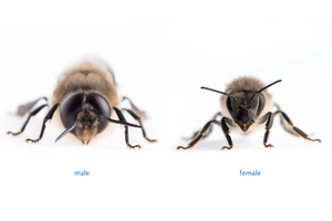 Sexual dimorphism in honeybee's eyes