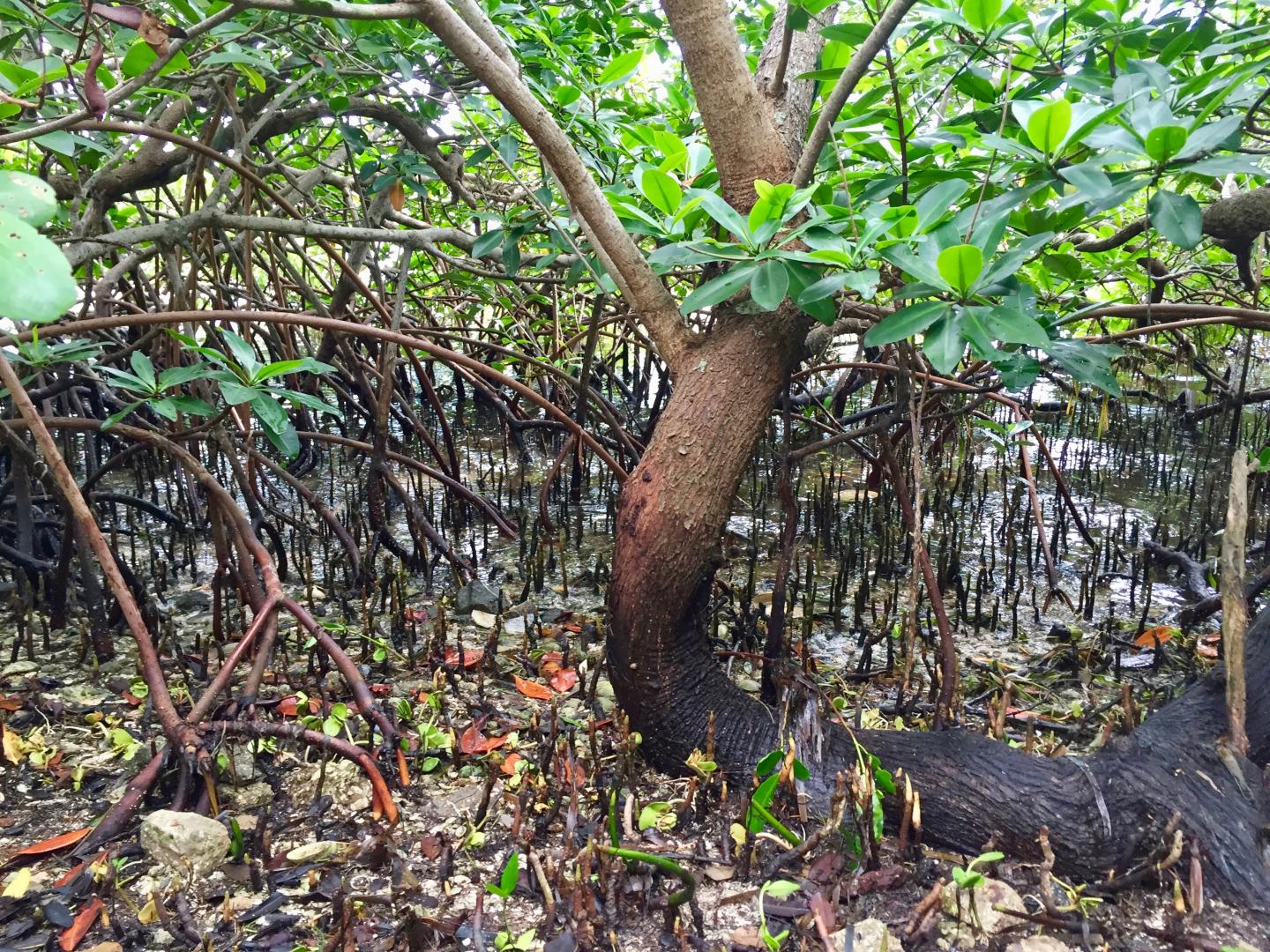 Mangrove Habitat