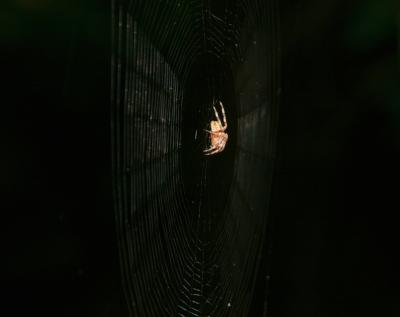 Cross-Spider in Its Web