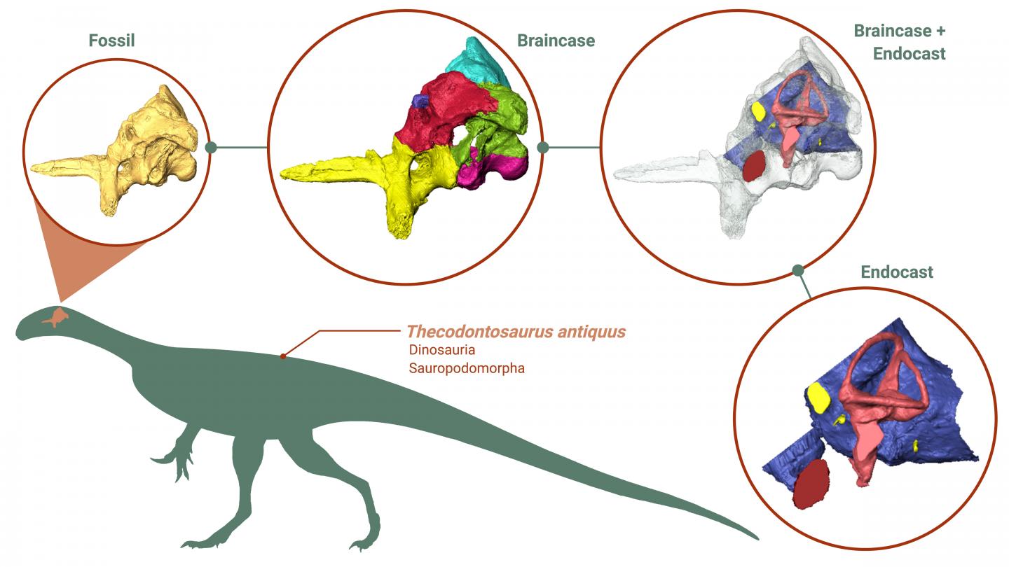 Research reveals unexpected insights into early dinosaur's brain, eating habits and agility