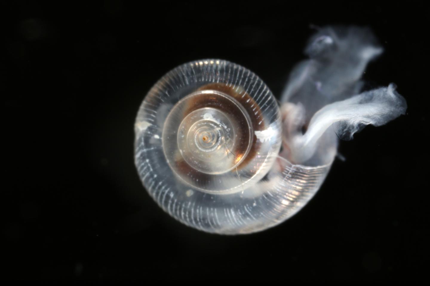 Leading Ocean Scientists Recommend Action Plan To Combat Changes to Seawater Chemistry