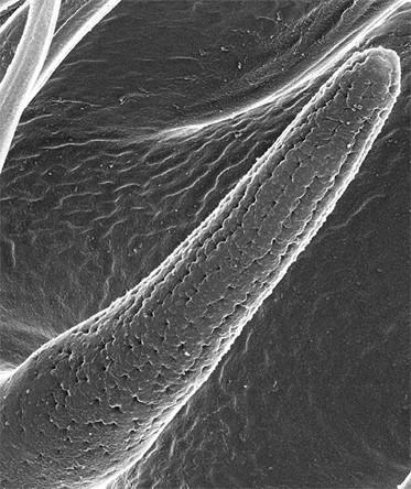 Nanopores on Sensilla of Fruit Fly