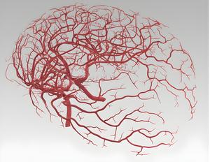 Blood vessels inside a brain